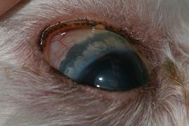 Pigment dispersion glaucoma is a proliferation of pigment in the eye.  This pigment causes congestion in the drainage pathway of the eye, resulting in elevated intraocular pressure.