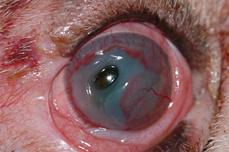 Descemetocele-Notice the clear area in the cornea