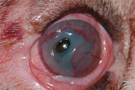 Descemetocele-Notice the clear area in the cornea