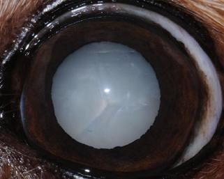 Hypermature cataract in a dog